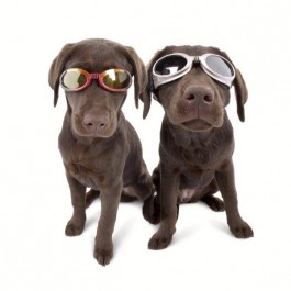 Solglasögon till hunden